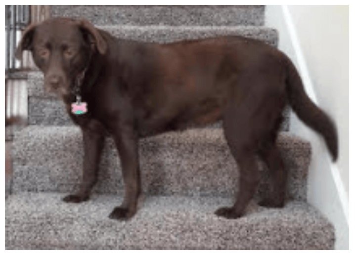 dog sitters in dallas