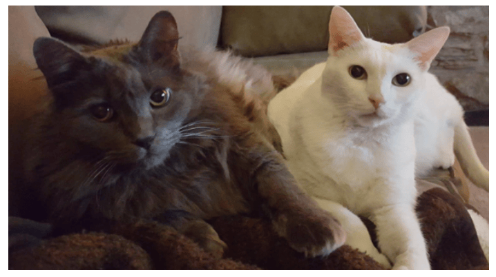 pet sitters in dallas