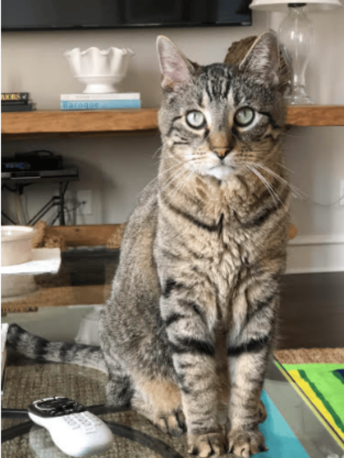 cat care
