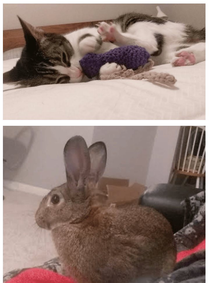 rabbit sitting in dallas