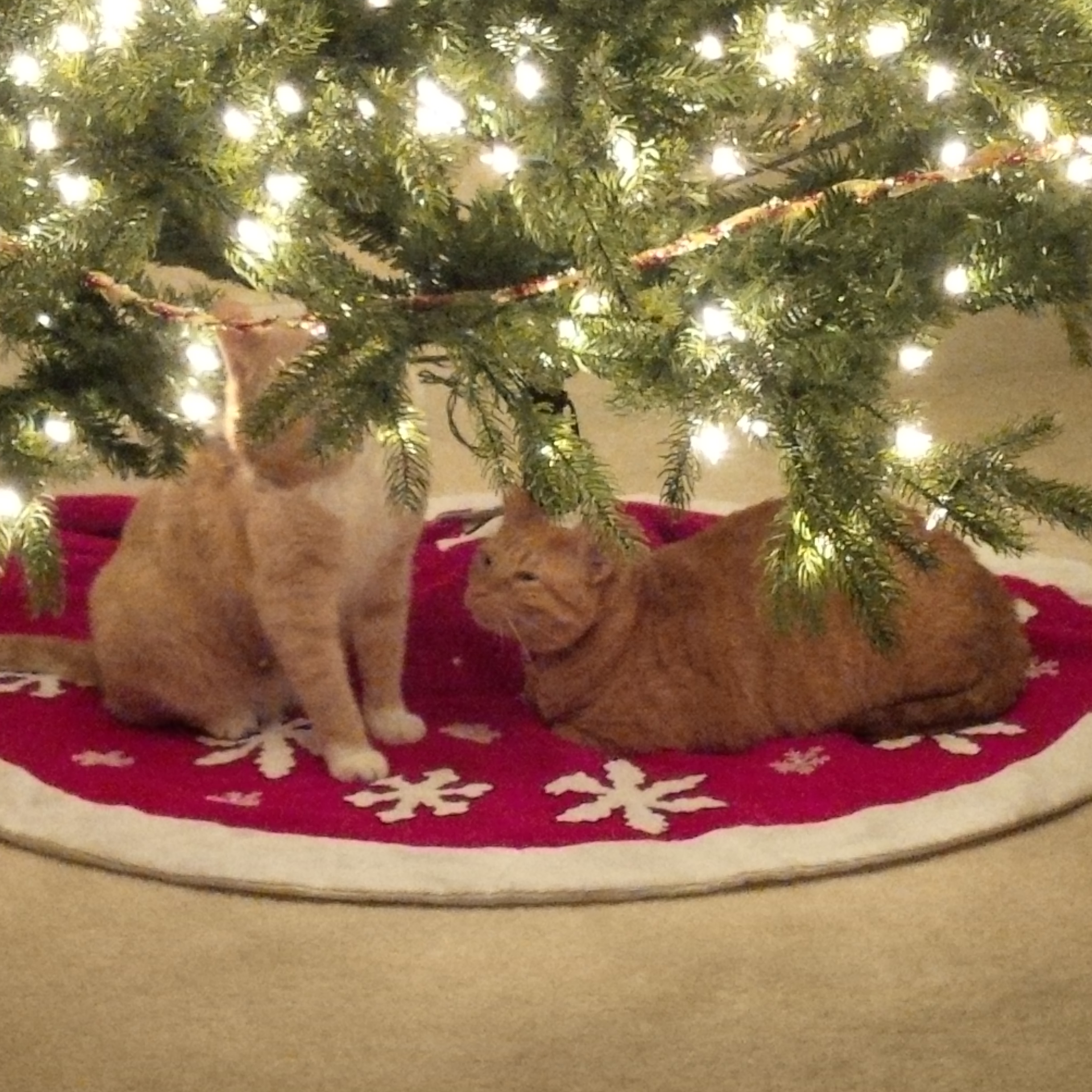 two cats