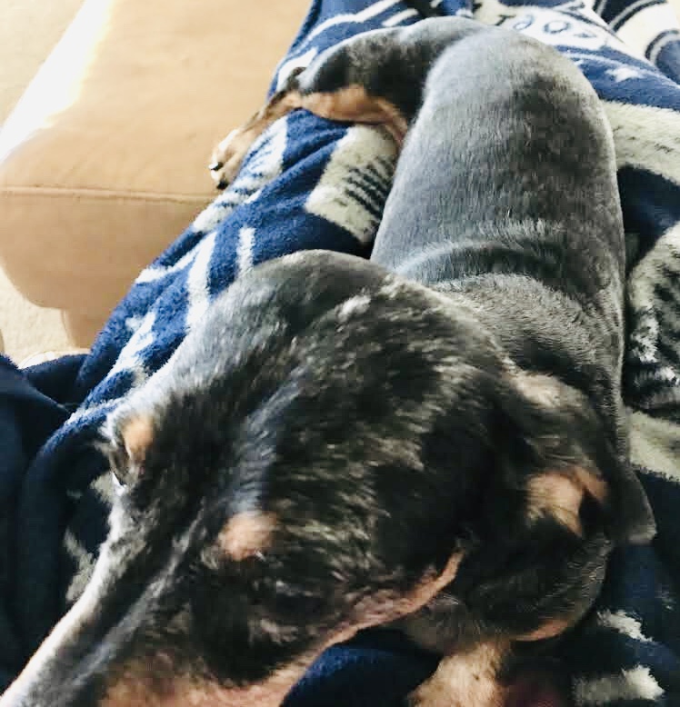 pet sitter snuggling with dog