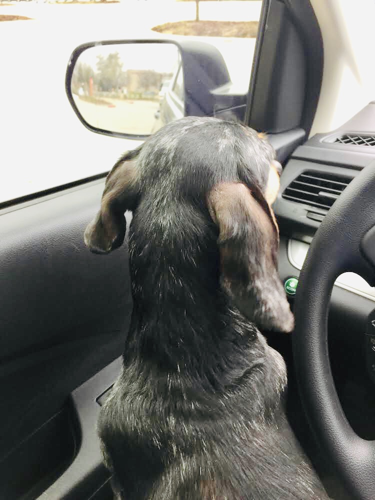pet sitter and her dog