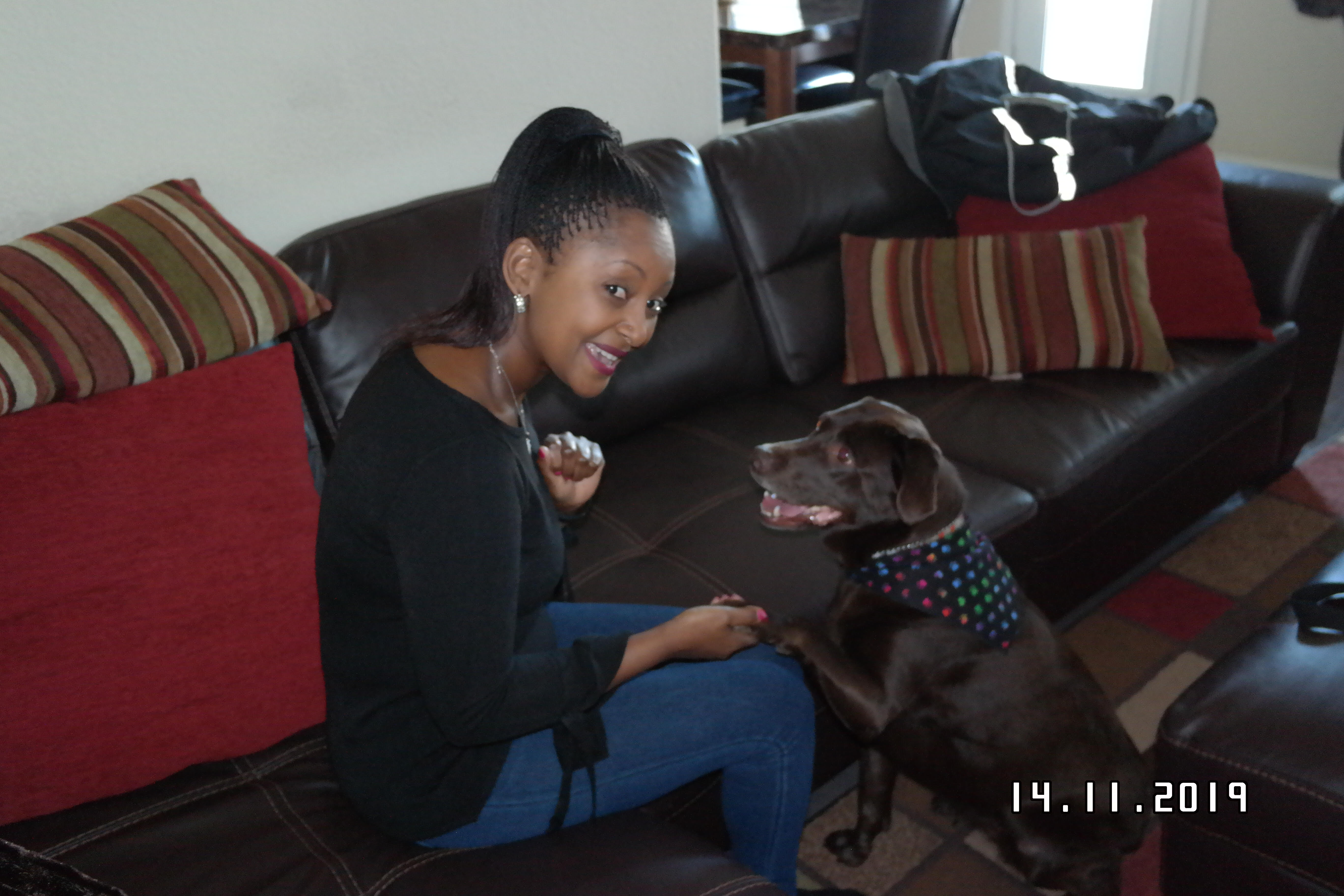 Sasha the chocolate lab is very loved