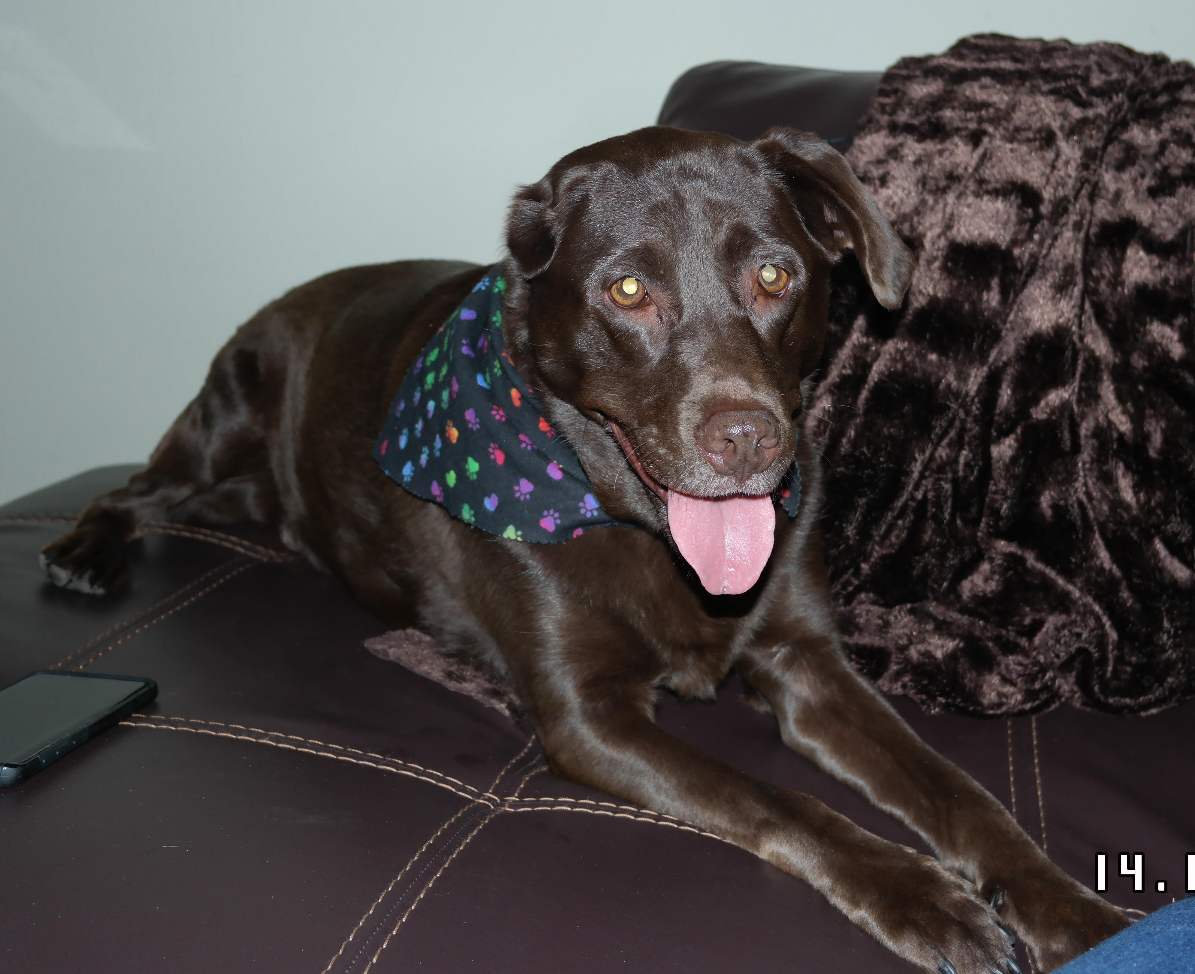 Sasha the chocolate lab