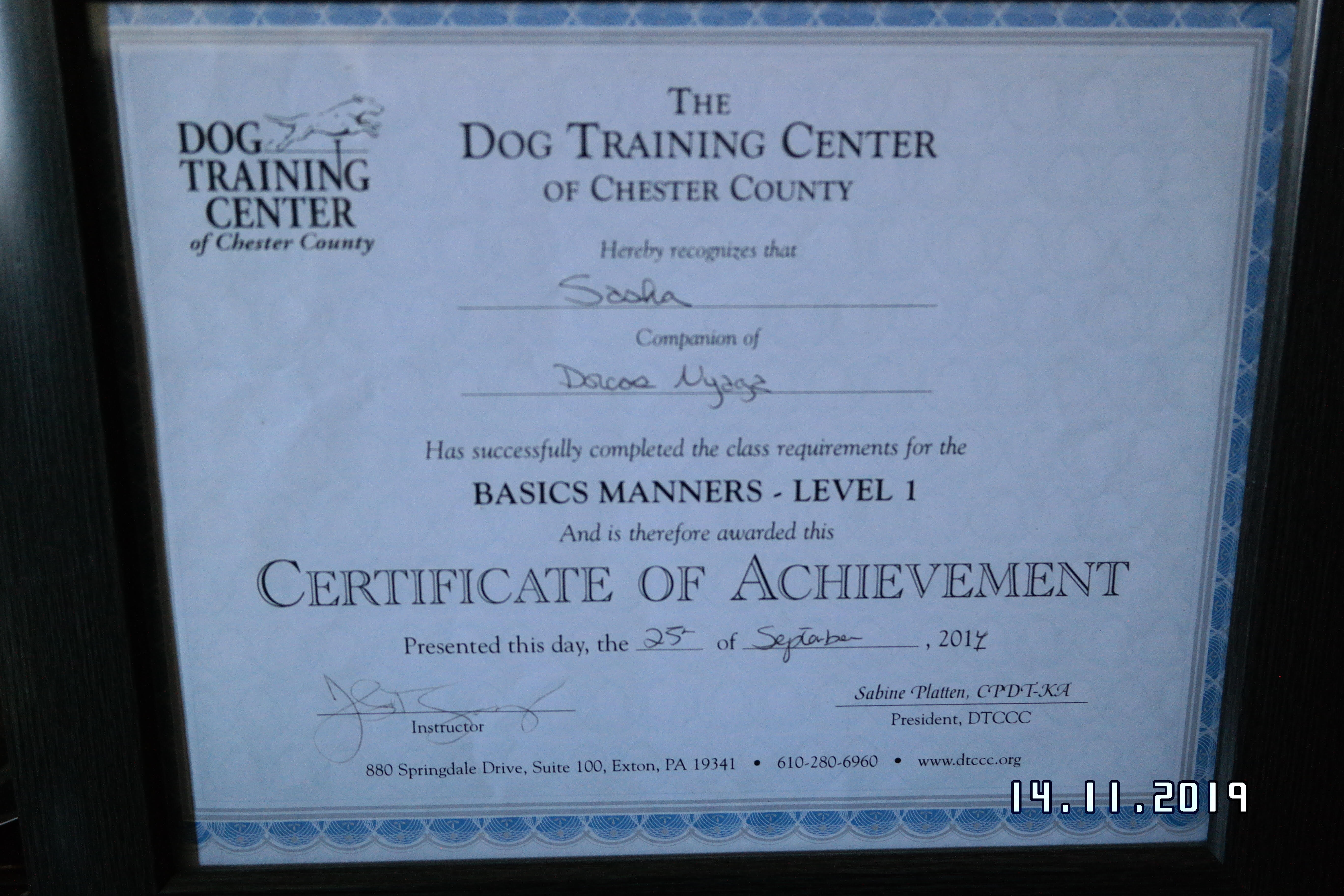 Sasha the chocolate lab training