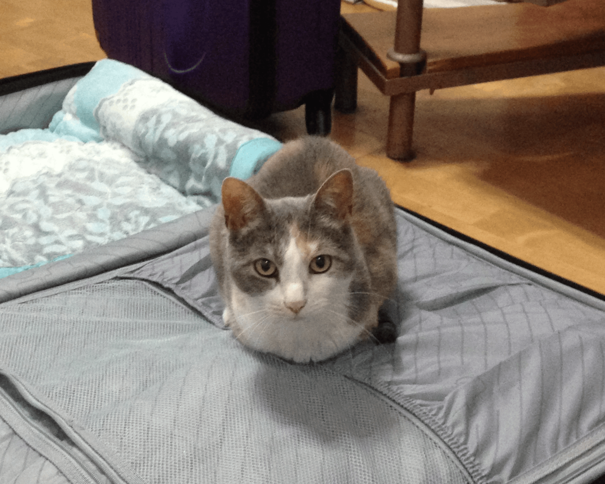 cat sitter