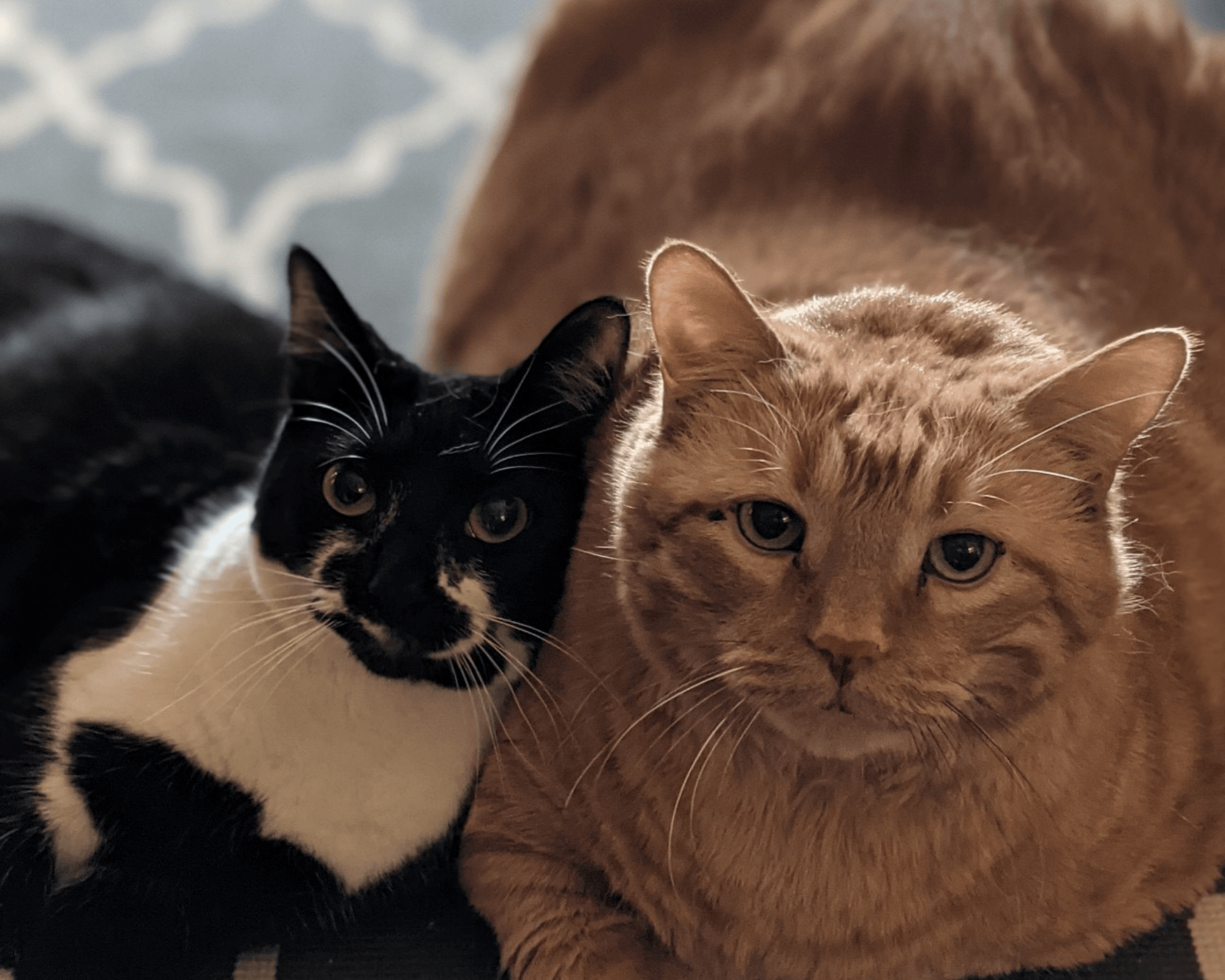 words about pet sitters