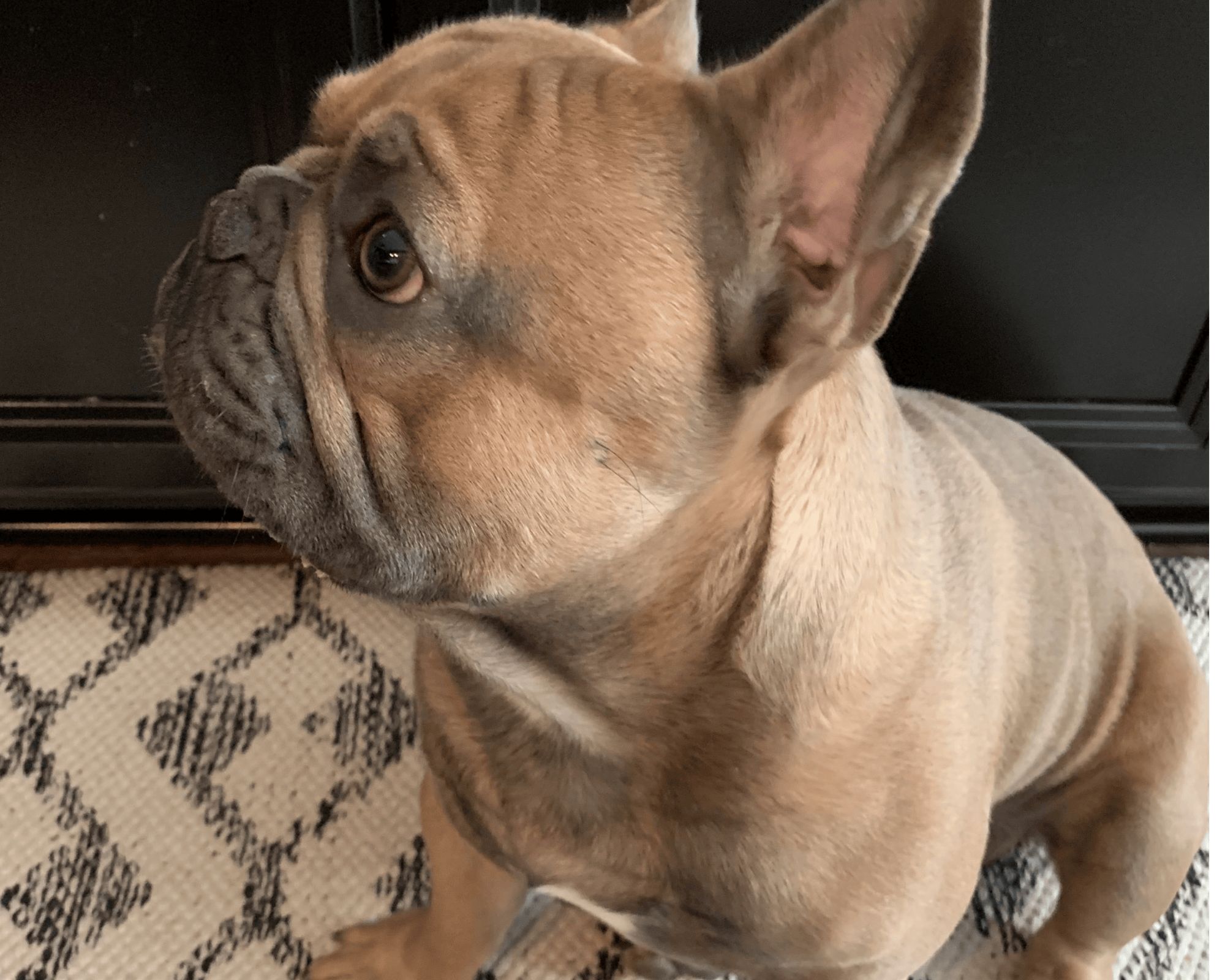 dog sitter