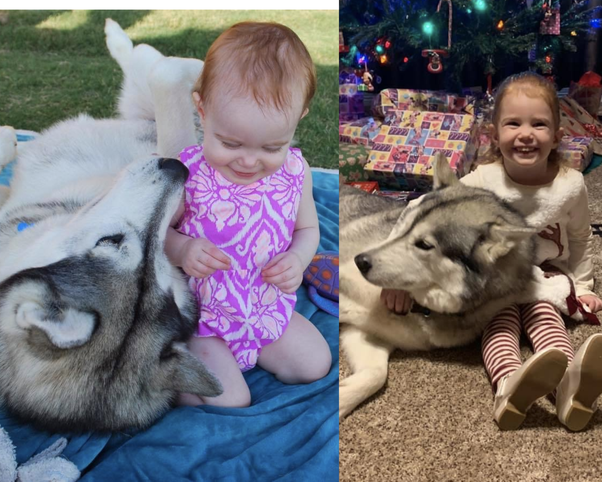 pet sitter