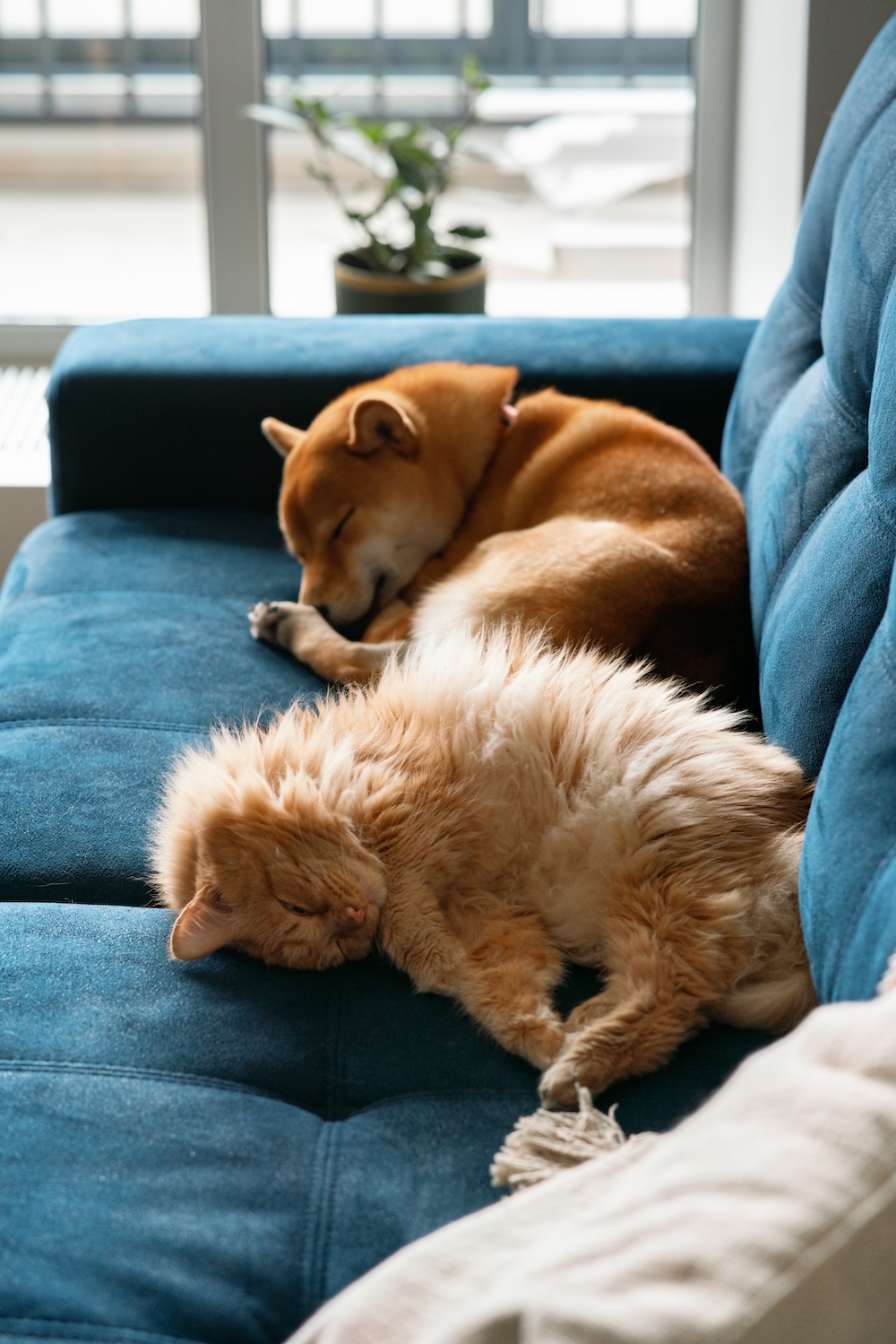pet sitting rates