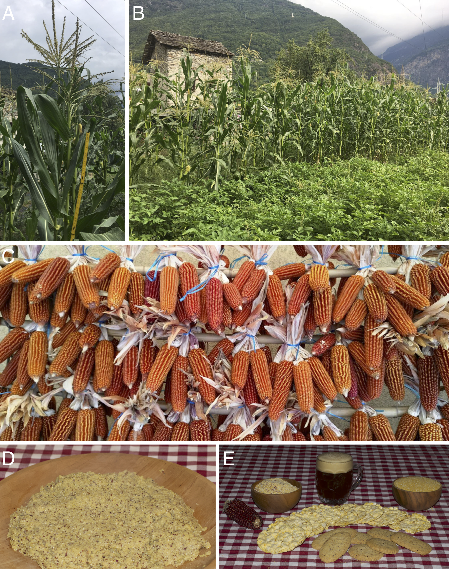 Back To Beaked: Zea Mays Subsp. Mays Rostrata Group In Northern Italy, Refugia And Revival Of Open-Pollinated Maize Landraces In An Intensive Cropping System [Peerj] 2304_x_1818_png