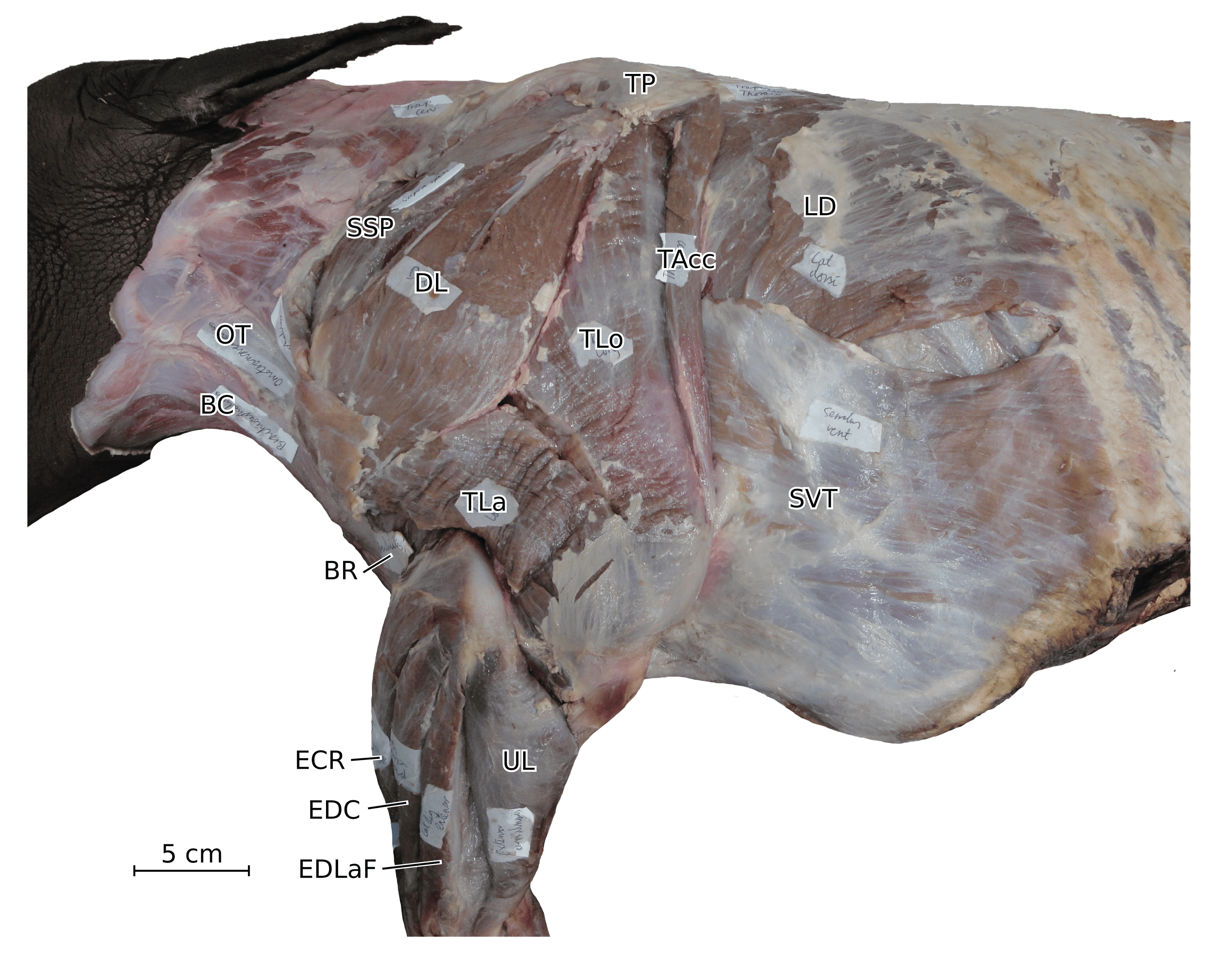 It is a boneless mass of flesh and up to 100,000 muscles that can bend easily. Limb Myology And Muscle Architecture Of The Indian Rhinoceros Rhinoceros Unicornis And The White Rhinoceros Ceratotherium Simum Mammalia Rhinocerotidae Peerj