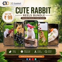 Cute Rabbit reels bundle