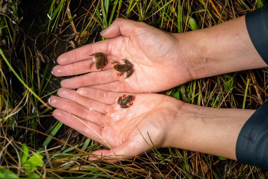 dsc0082 From Frog Saunas to Medicated Baths: Scientists Race to Stop a Global Amphibian Plague