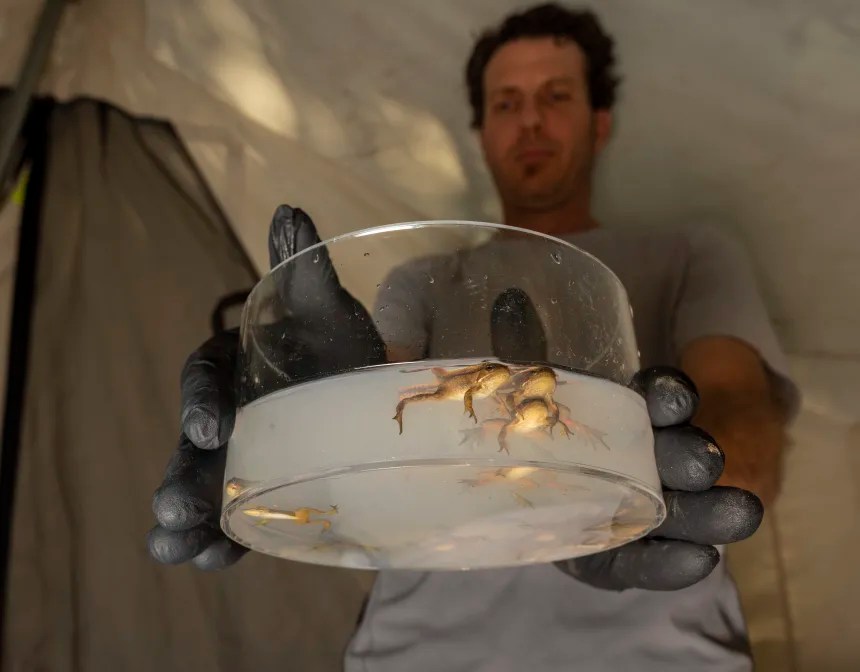 dsc9888 From Frog Saunas to Medicated Baths: Scientists Race to Stop a Global Amphibian Plague