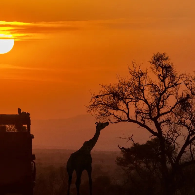 Sunset Game Drives