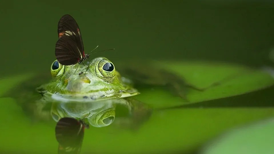 frog-540812_960_720-1