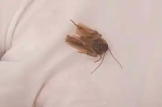 Cockroach - 2026