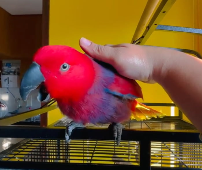 Parrot - 2026
