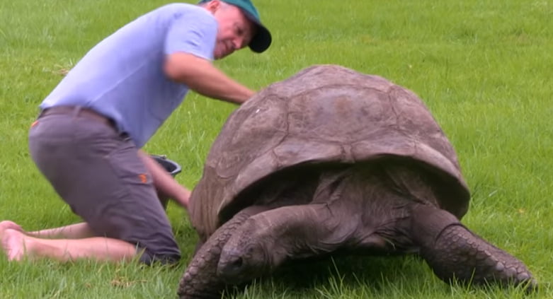 Turtle - 2026
