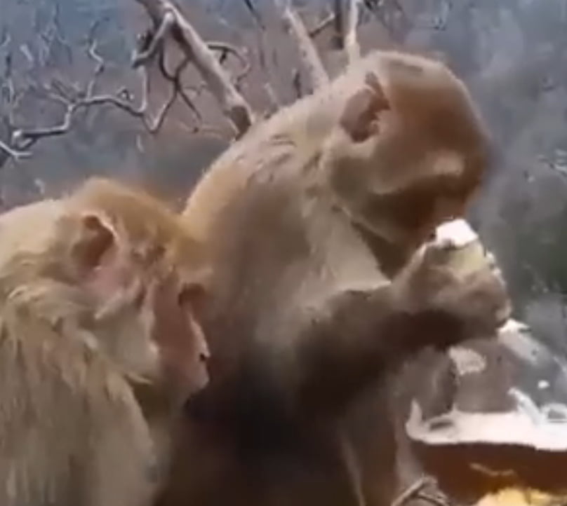 monkey 1 - 2026