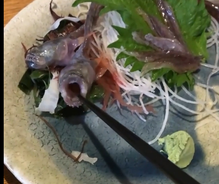 fish - 2026