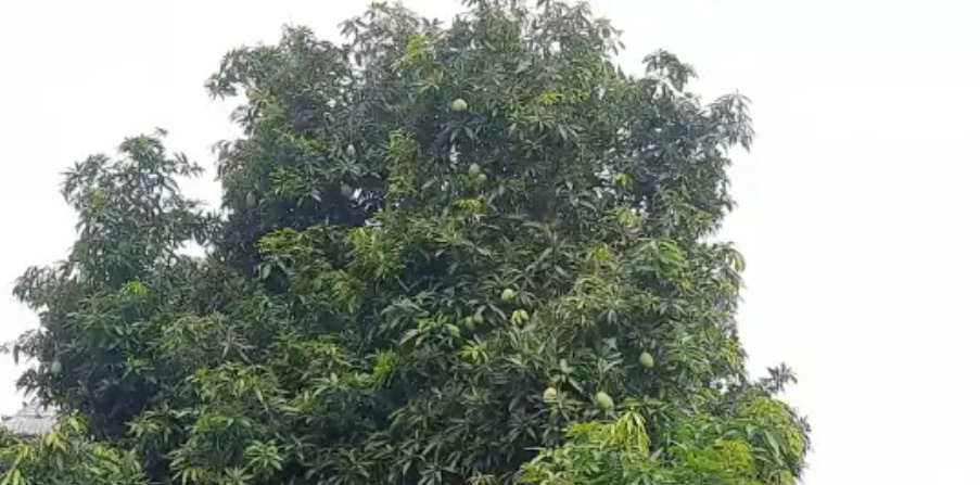 mango tree - 2026