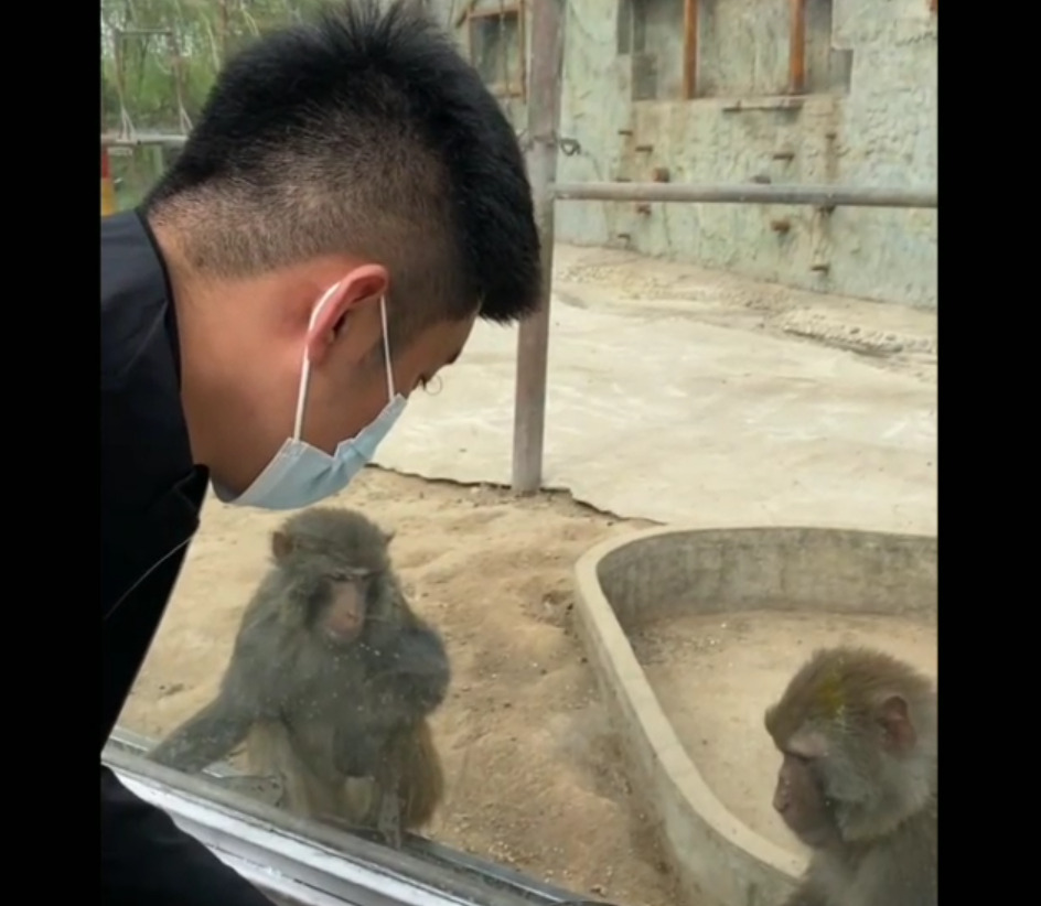monkey - 2026