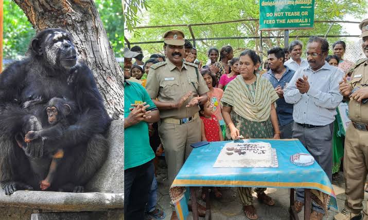 வண்டலூர் பூங்கா-  மனித குரங்கு குட்டியின் பிறந்தநாள் கொண்டாட்டம்..