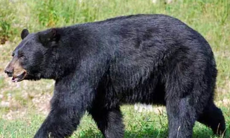 967176 bear - 2026
