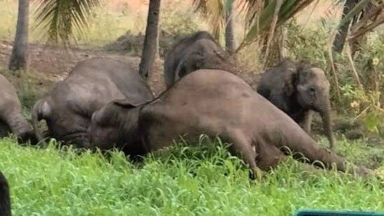 தர்மபுரி அருகே மின் வேலியில் சிக்கி 3 யானைகள் பலி..