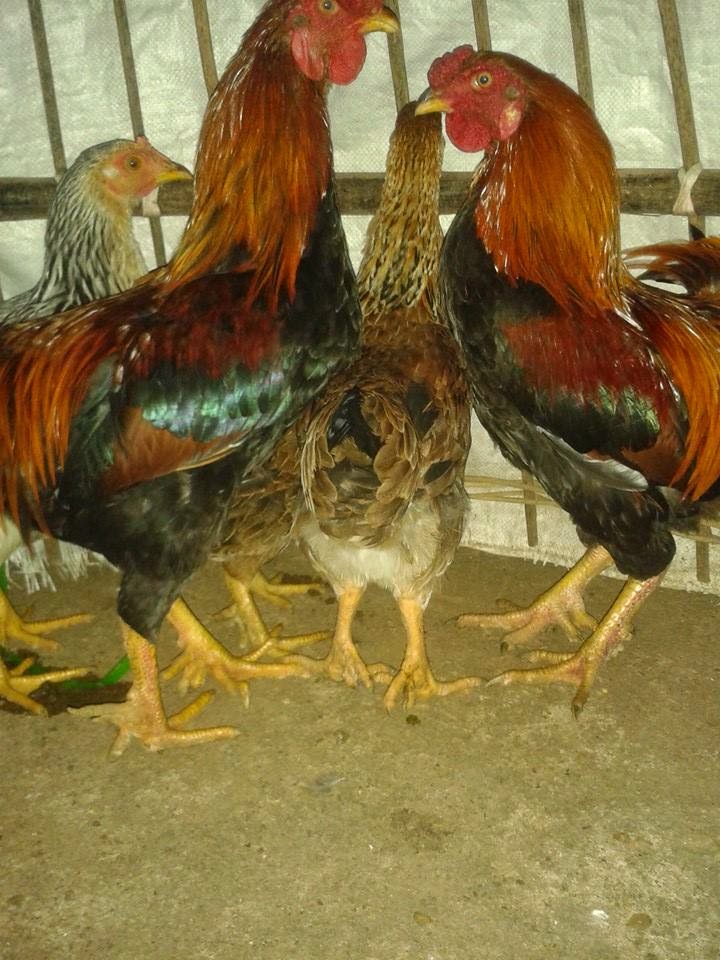 địa chỉ bán gà 9 cựa