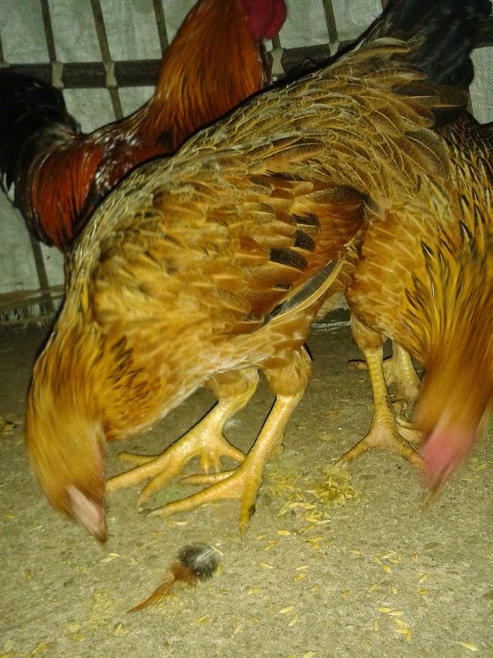 mua gà 9 cựa ở đâu