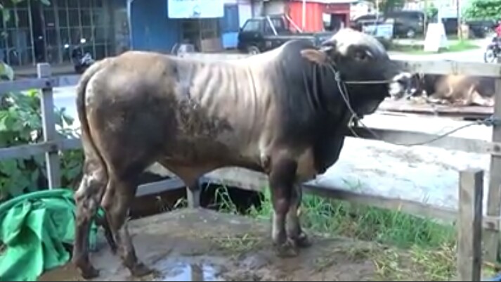 Berat 800 Kg, Sapi Qurban Terbesar di Bontang ini Dibandrol Rp 42 juta –  Dialektis.co
