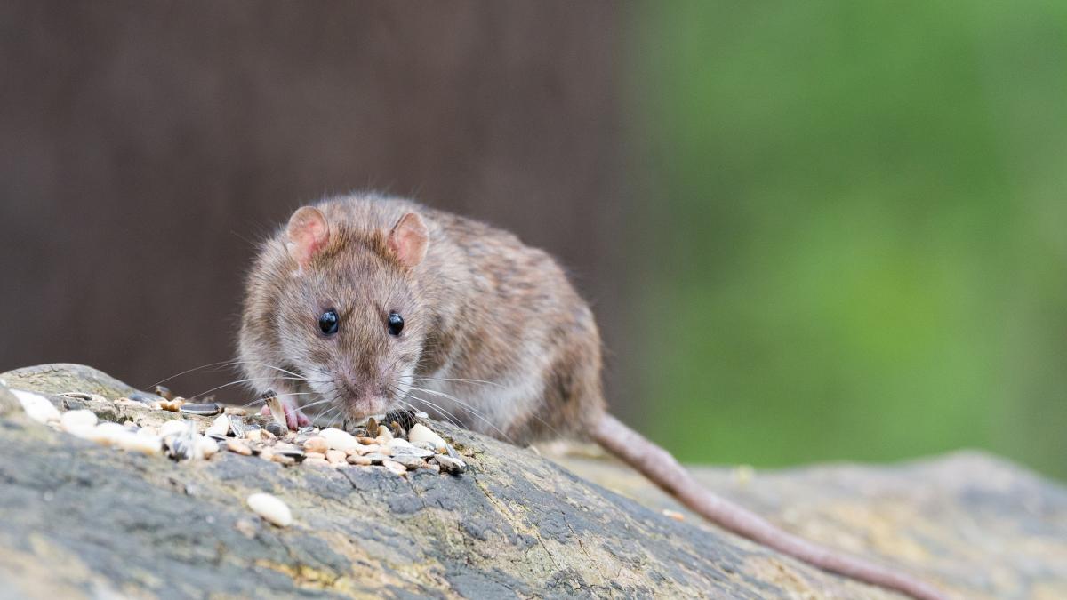 ratas