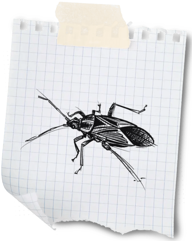 boxelder bug note