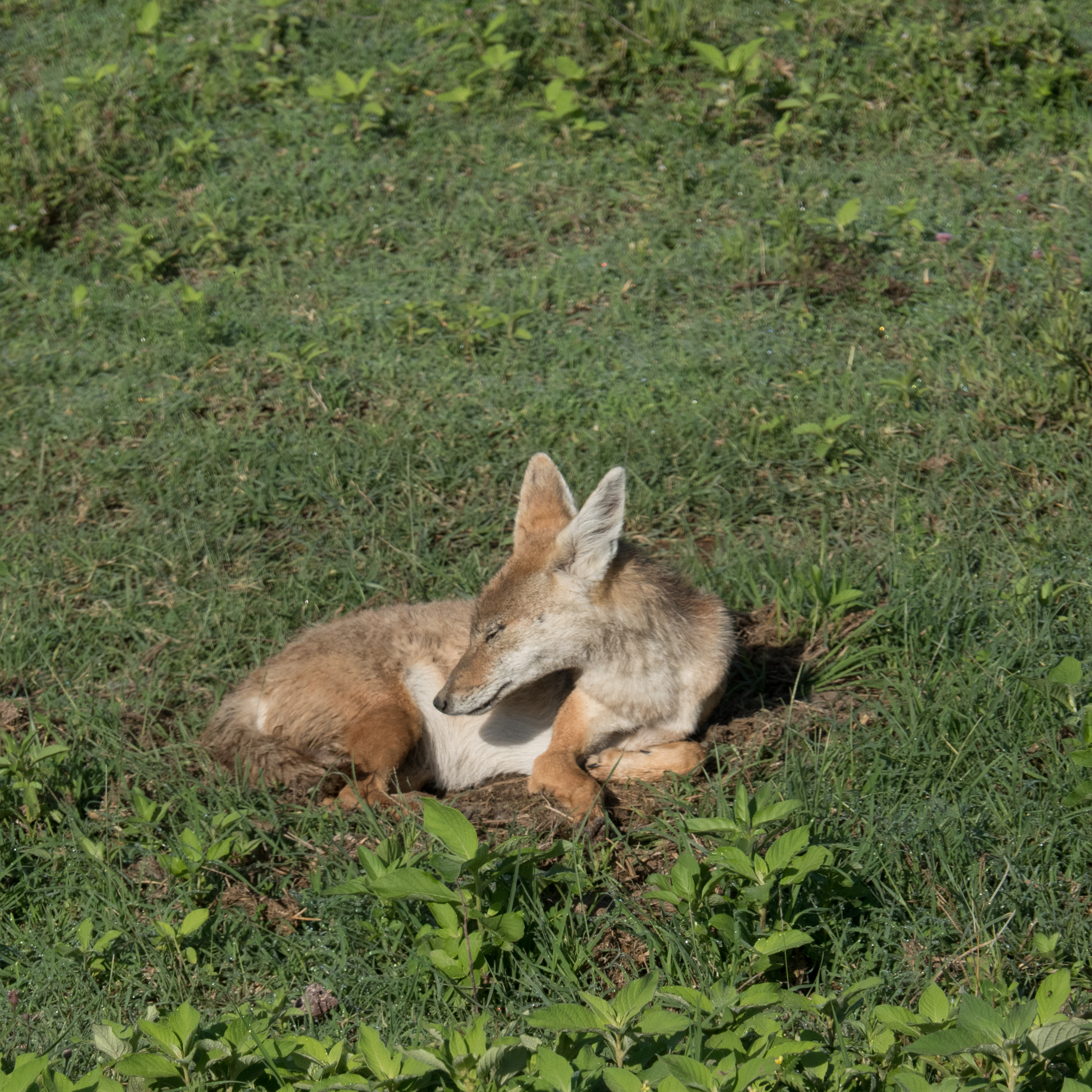 Jackal