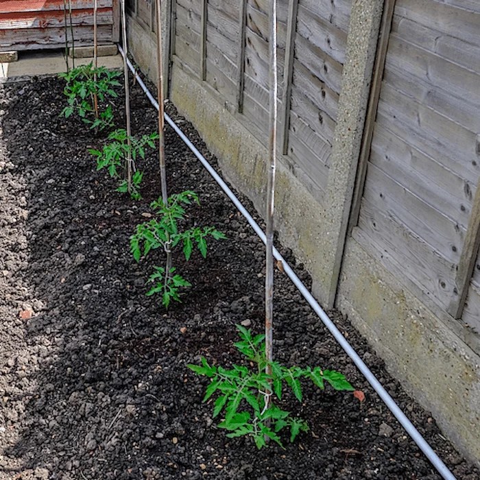 Setting up your own vegetable garden is one of the easiest (and cheapest) ways to get fresh, organic produce. What Vegetables Grow In Shade No Sun No Problem
