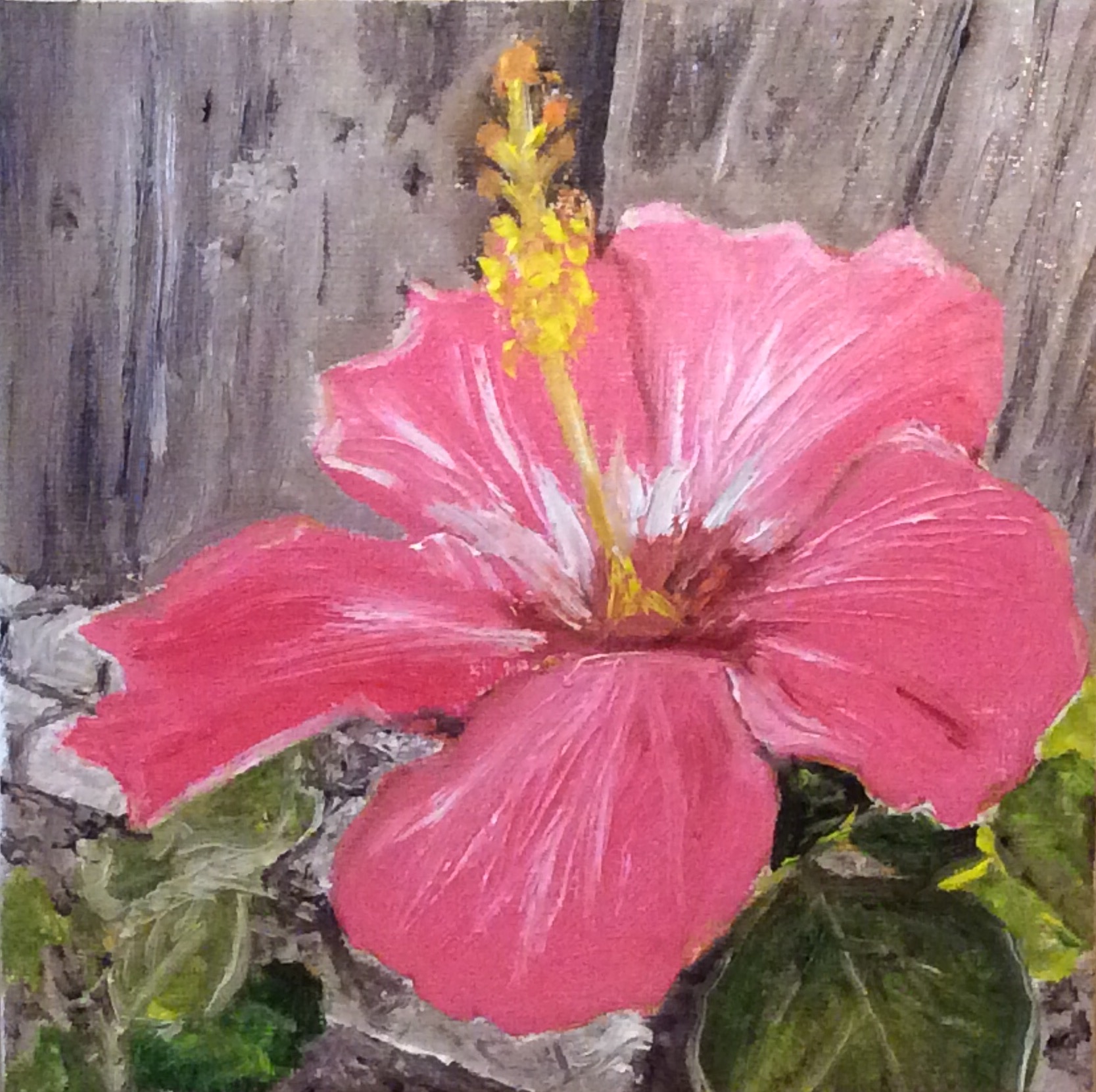 Hibiscus (2017) - 6x6", oil on canvas (gifted)