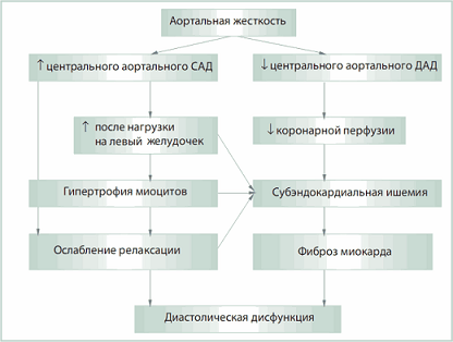 Давление крови в разных сосудах. Давление (крови) в аорте