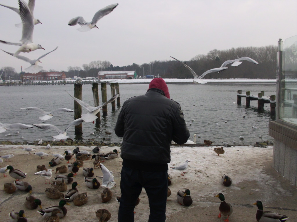 birdattack2_zpsb02da80a