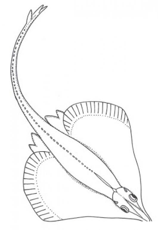 Aplicación que permite colorear un dibujo en blanco y negro con unos colores determinados. Dibujo De Una Mantaraya De Mar Para Pintar Y Colorear Manta Raya Familiar De La Anguila Colorear Dibujos Varios Dibujo De Una Mantaraya De Mar Para Pintar Y Colorear Manta