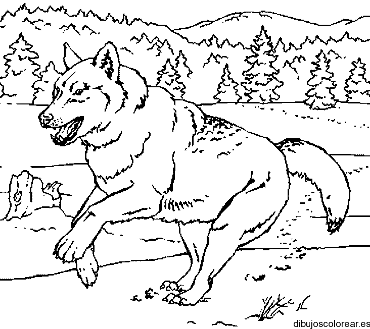 Dibujo De Un Lobo Con Un Letra