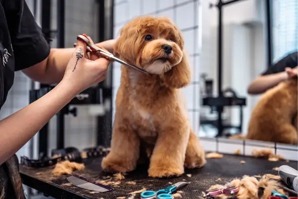 Tosa higiênica: Quando e como realizar no seu Pet
