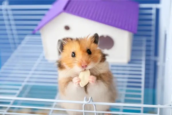Dicas para manter a gaiola do seu Hamster limpa e livre de odores