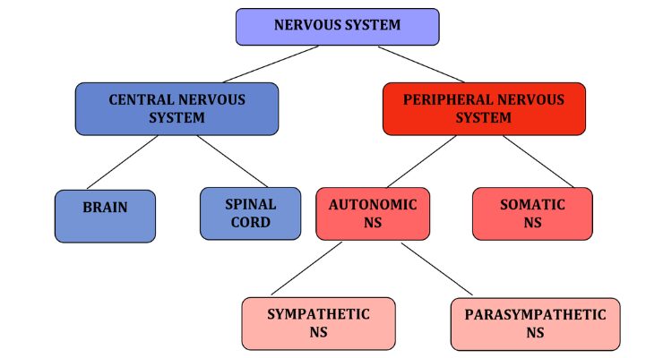 when self-help does not work, check out your nervous system.