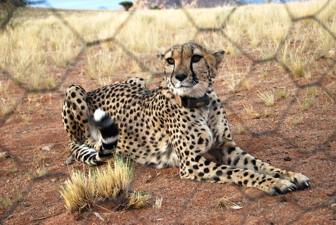 Namibia Gepard