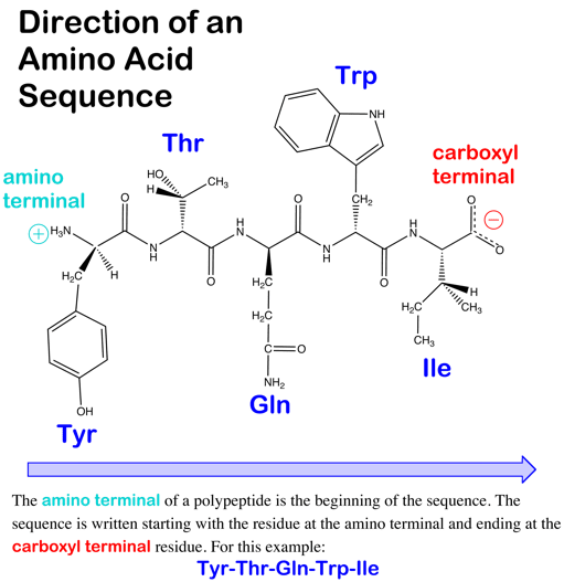 Difference Between Polypeptide and Protein | Difference ...