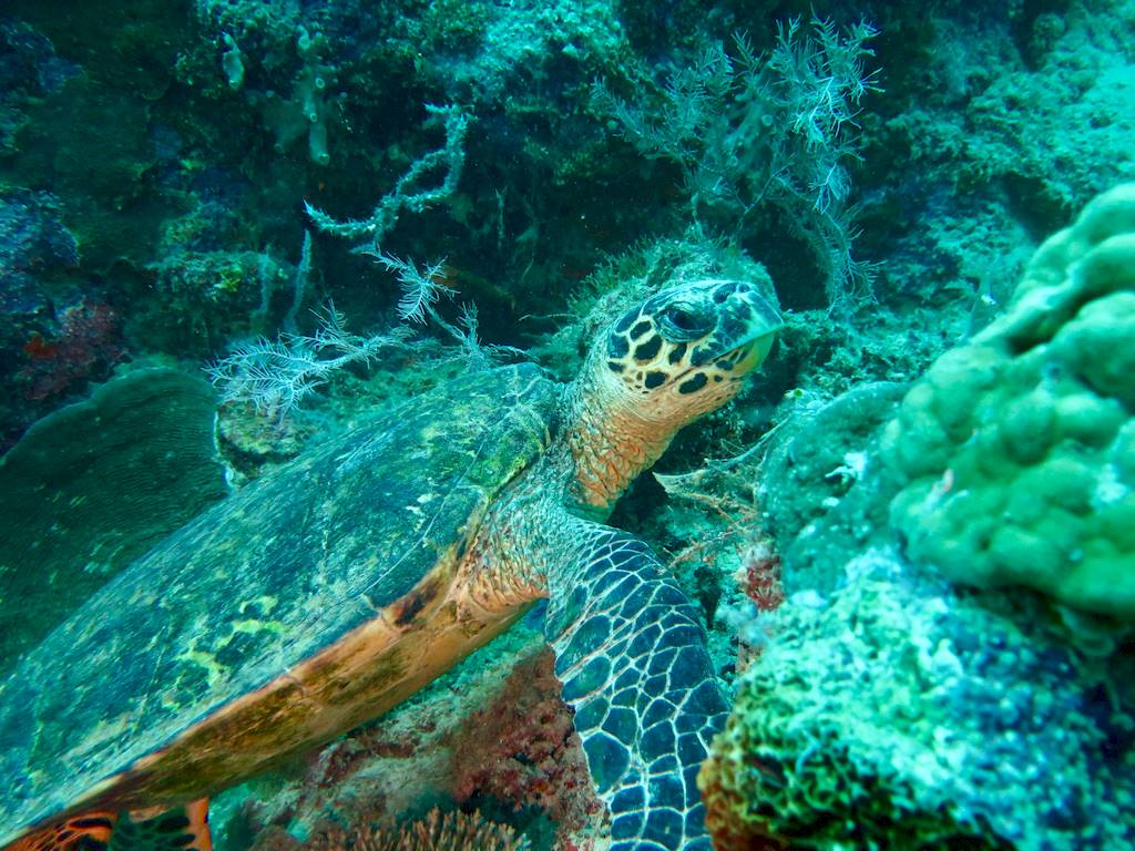 Une tortue mange des coraux sous l'eau sur le tombant des aviateurs